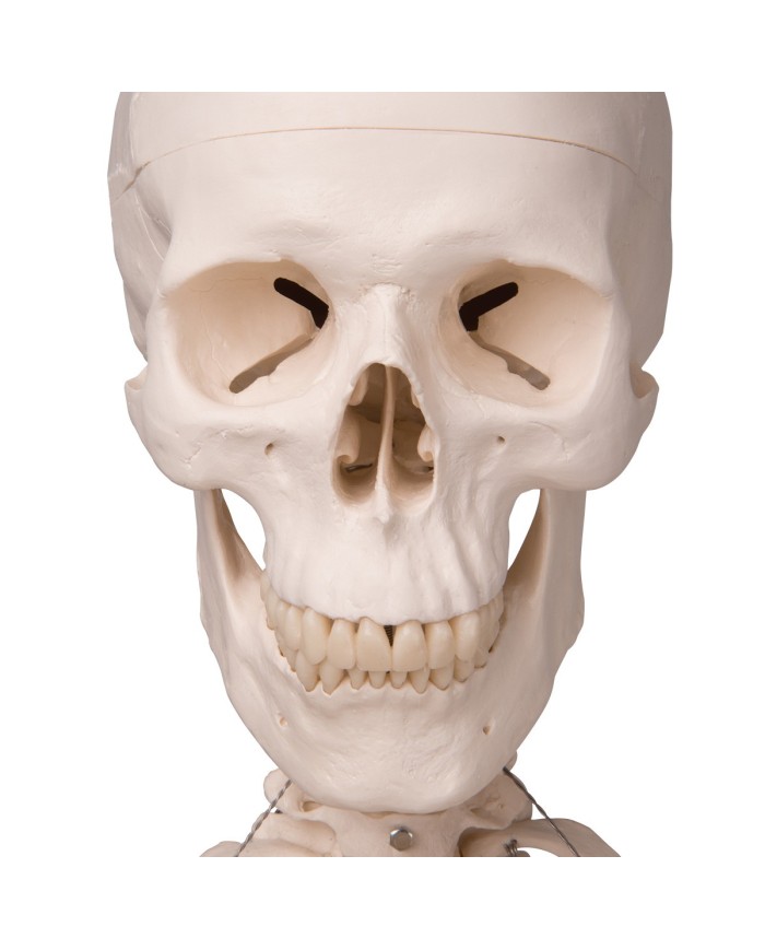 3B Scientific modello anatomico didattico scheletro classico A10