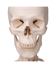 3B Scientific modello anatomico didattico scheletro classico A10