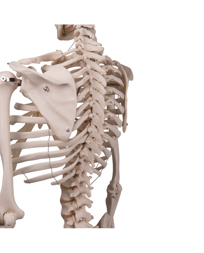 3B Scientific modello anatomico didattico scheletro classico A10