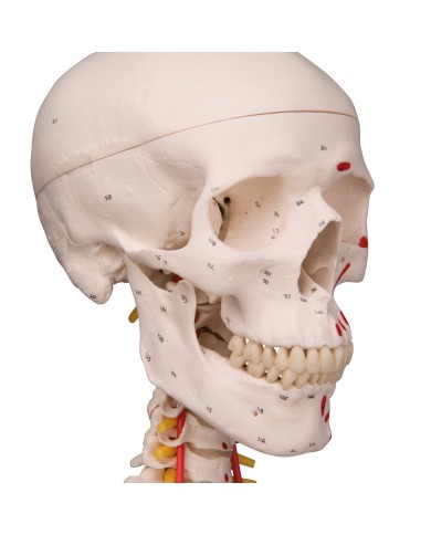 Modello di Scheletro umano Sam con legamenti articolari e muscoli Modello di Scheletro umano Sam con legamenti articolari e muscoli