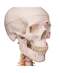 Modello di Scheletro umano Sam con legamenti articolari e muscoli
