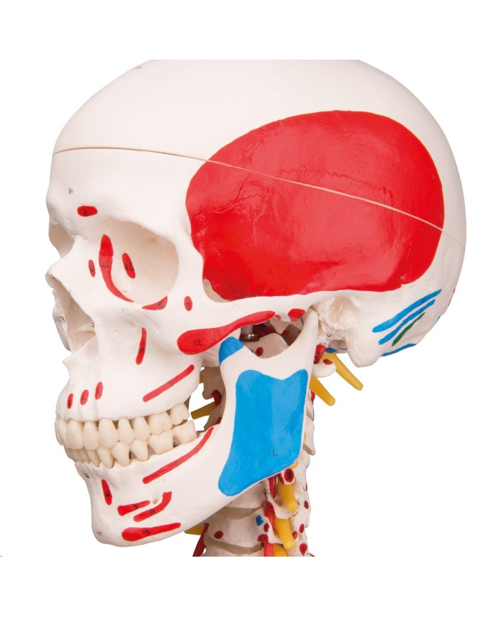 Modello di Scheletro umano Sam con legamenti articolari e muscoli