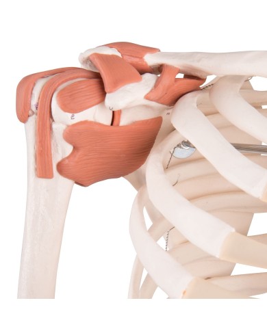 Modello di Scheletro umano Sam con legamenti articolari e muscoli Modello di Scheletro umano Sam con legamenti articolari e muscoli