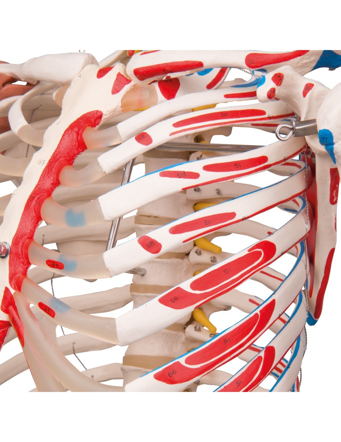 Modello di Scheletro Umano per Anatomia Scheletro Anatomico Scheletro Umano  Decorazione di Anatomia per Lo Studio del Sistema Scheletrico, Educativo :  : Commercio, Industria e Scienza