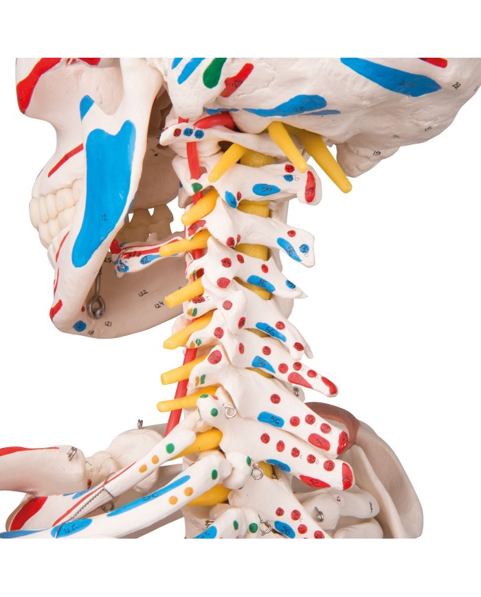Modello di Scheletro umano Sam con legamenti articolari e muscoli