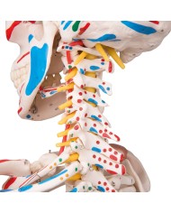 Modello di Scheletro umano Sam con legamenti articolari e muscoli