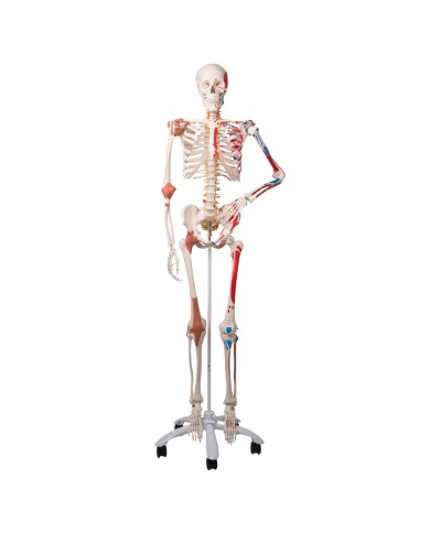 Modello anatomico Scheletro con Nervi Spinali Scheletro Umano 87 cm con  Supporto medmod | Ceres Webshop