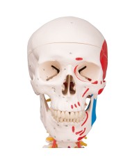 Modello di Scheletro umano Sam con legamenti articolari e muscoli