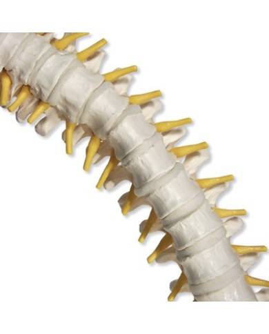 3B Scientific, Colonna vertebrale flessibile con dischi intervertebrali morbidi VB84 3B Scientific, Colonna vertebrale flessibile con dischi intervertebrali morbidi VB84