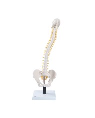 3B Scientific, Colonna vertebrale flessibile con dischi intervertebrali morbidi VB84