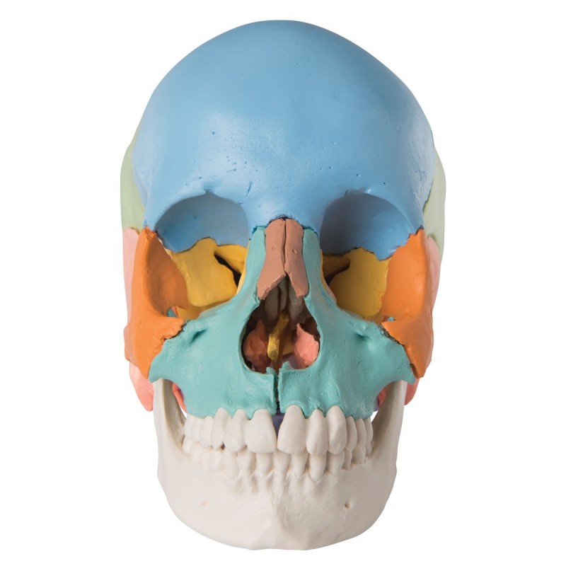 Cranio didattico colorato...