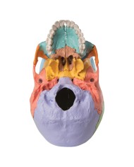 Cranio scomponibile in 22 parti colorate modello anatomico 3B Scientific A291