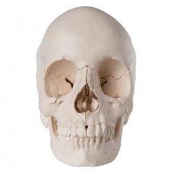 Erler Zimmer modello anatomico di scheletro del braccio con cingolo scapol