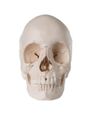 Cranio scomponibile in 22 parti bianco modello anatomico 3B Scientific A290
