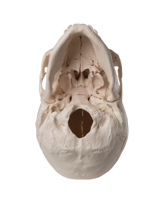 Cranio scomponibile in 22 parti bianco modello anatomico 3B Scientific A290