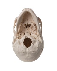 Cranio scomponibile in 22 parti bianco modello anatomico 3B Scientific A290