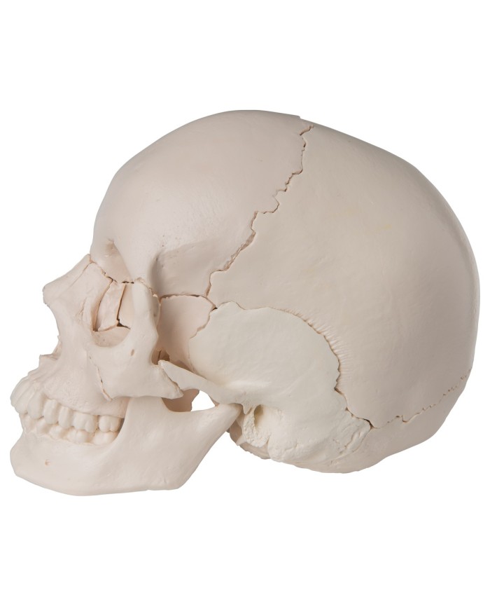 Cranio scomponibile in 22 parti bianco modello anatomico 3B Scientific A290
