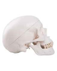 3B Scientific modello di Cranio didattico scomponibile in 3 parti A20 3B Scientific modello di Cranio didattico scomponibile in 3 parti A20