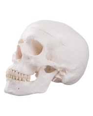 3B Scientific modello di Cranio didattico scomponibile in 3 parti A20 3B Scientific modello di Cranio didattico scomponibile in 3 parti A20