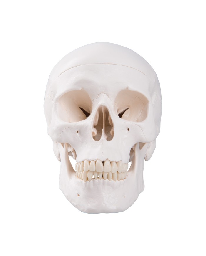 3B Scientific modello di Cranio didattico scomponibile in 3 parti A20 3B Scientific modello di Cranio didattico scomponibile in 3 parti A20