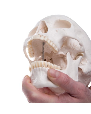 3B Scientific modello di Cranio didattico scomponibile in 3 parti A20