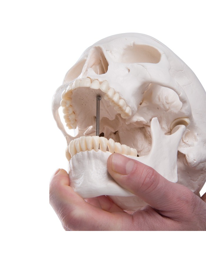 3B Scientific modello di Cranio didattico scomponibile in 3 parti A20 3B Scientific modello di Cranio didattico scomponibile in 3 parti A20