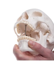 3B Scientific modello di Cranio didattico scomponibile in 3 parti A20 3B Scientific modello di Cranio didattico scomponibile in 3 parti A20