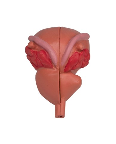 Erler Zimmer, modello anatomico di prostata, scomponibile in 2 parti 1261