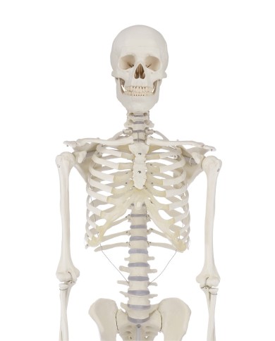 Erler Zimmer, modello anatomico didattico di scheletro Willi, su cavalletto, 3001 Erler Zimmer, modello anatomico didattico di scheletro Willi, su cavalletto, 3001