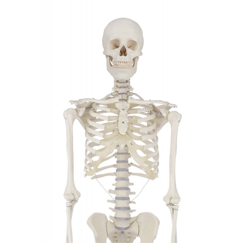 Erler Zimmer, modello anatomico didattico di scheletro Willi, su  cavalletto, 3001