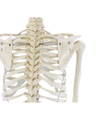Erler Zimmer, modello anatomico didattico di scheletro Willi, su cavalletto, 3001 Erler Zimmer, modello anatomico didattico di scheletro Willi, su cavalletto, 3001