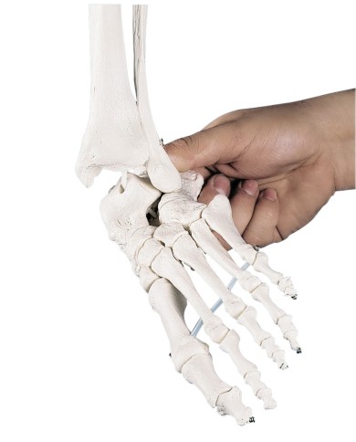 Erler Zimmer, modello anatomico didattico di scheletro Willi, su cavalletto, 3001 Erler Zimmer, modello anatomico didattico di scheletro Willi, su cavalletto, 3001