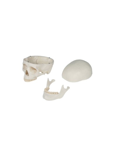 Erler Zimmer, modello anatomico didattico di scheletro Willi, su cavalletto, 3001 Erler Zimmer, modello anatomico didattico di scheletro Willi, su cavalletto, 3001