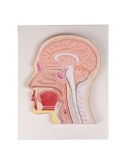 Erler Zimmer, sezione mediana della testa, C212