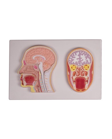 Modello Anatomico Del Cervello Umano A Grandezza Naturale 2x - 4 Parti Staccabili, 9 Colori - Per Studi Medici E Neuroscienze