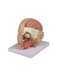 Testa scomponibile in 4 parti, Erler Zimmer C250