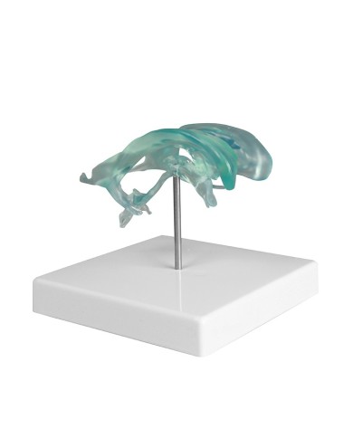 Ventricolo cerebrale su base, Erler Zimmer C263