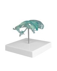 Ventricolo cerebrale su base, Erler Zimmer C263