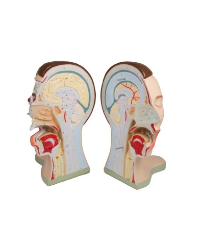 Testa e collo, scomponibili in 5 parti Erler Zimmer  C60