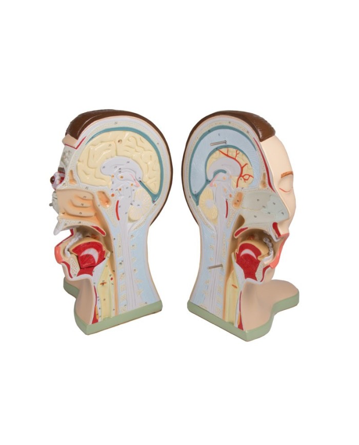 Testa e collo, scomponibili in 5 parti Erler Zimmer  C60