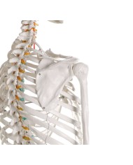 Erler Zimmer, modello di scheletro didattico Oscar, su cavalletto 2960