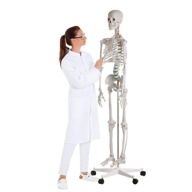 Erler Zimmer, Modello anatomico di miniatura di scheletro, Patrick 3030
