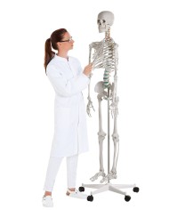 Erler Zimmer, modello di scheletro didattico Oscar, su cavalletto 2960