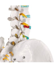 Erler Zimmer, modello di scheletro didattico Oscar, su cavalletto 2960