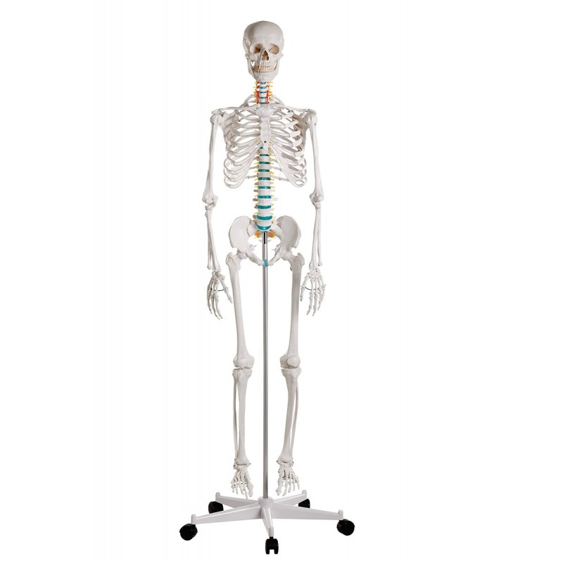 Erler Zimmer modello di scheletro didattico Oscar su cavalletto 2960