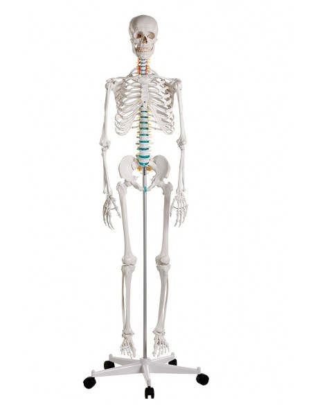 Erler Zimmer, modello di scheletro didattico Oscar, su cavalletto 2960