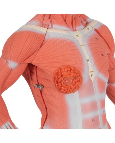 Modello di figura umana con muscoli, 1/3 in due parti - 3B Smart Anatomy Modello di figura umana con muscoli, 1/3 in due parti - 3B Smart Anatomy