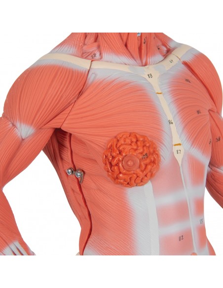 Modello di figura umana con muscoli, 1/3 in due parti - 3B Smart Anatomy
