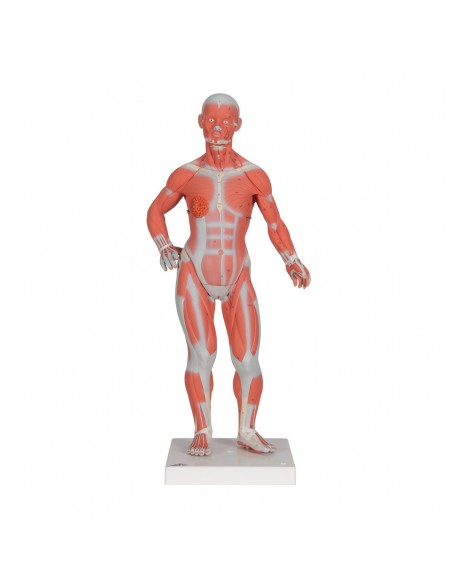 Modello di figura umana con muscoli, 1/3 in due parti - 3B Smart Anatomy