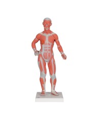 Modello di figura umana con muscoli, 1/3 in due parti - 3B Smart Anatomy